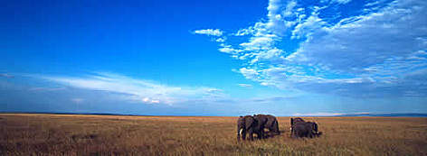 African elephant (Loxodonta africana) family group crossing the Masai Mara savanna, Kenya: Photograph courtesy and © WWF-Canon / Martin HARVEY